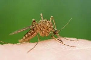 Mosquitos: Mosquito - Biting and sucking blood from human