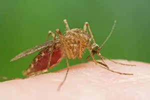 Mosquitos: Mosquito - Biting and sucking blood from human