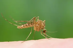 Mosquitos: Mosquito - Biting and sucking blood from human