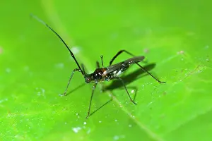 Spine: Mosquito Bug