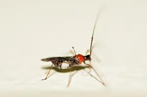 Spine: Mosquito Bug with spine on scutellum - a diagnostic feature