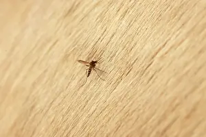 Mosquitoes: Mosquito - on Camargue horse
