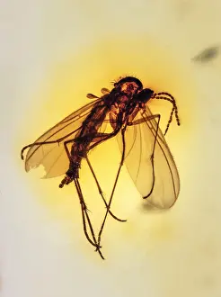 Amber: Mosquito Colombian Amber