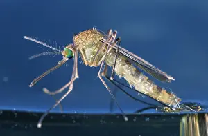 Birth: Mosquito (Culex pipiens) birth in close up, Bel