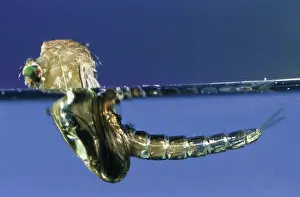 Birth: Mosquito (Culex pipiens) birth in close up, Bel