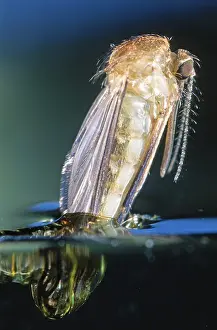 Birth: Mosquito (Culex pipiens) birth in close up, Bel