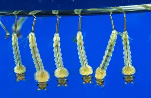 Mosquito: Mosquito (Culex pipiens) larvae at the water su