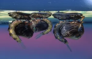 Mosquito: Mosquito (Culex pipiens) pupae at the water sur