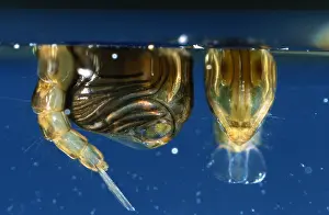Mosquito: Mosquito (Culex pipiens) pupae at the water sur