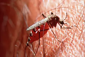 Mosquitoes: MOSQUITO - DRINKING BLOOD