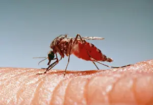 Mosquitoes: MOSQUITO - drinking blood from human and showing in abdomen