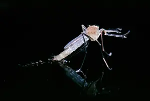 Pipiens: Mosquito - Emerging from pupae on surface of water