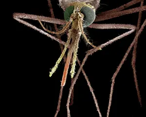 Mosquitos: Mosquito, Female