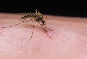 Ailsa Hopkin: Mosquito - female feeding on human arm