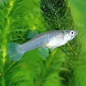 Affinis: Mosquito Fish