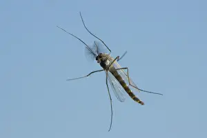 Mosquitoes: Mosquito - in flight