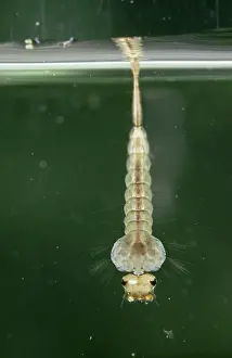 Mosquito: Mosquito Larva
