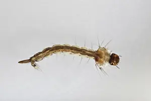 Mosquito: Mosquito Larva