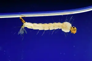 Larval: Mosquito Larva