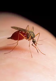 Pipiens: Mosquito Larva - feeding