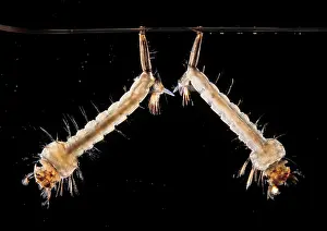 Pipiens: Mosquito - two larva in the water