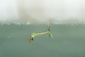 Culicidae: Mosquito Larva - at water surface