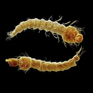 Mosquitos: Mosquito larvae