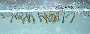 Culex: Mosquito Larvae