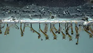 Culex: Mosquito Larvae