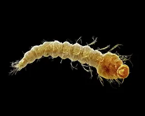 Mosquito: Mosquito Larvae