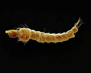 Mosquito: Mosquito Larvae