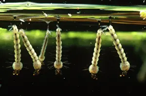 Mosquito: Mosquito Larvae