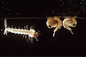 Mosquito: MOSQUITO LARVAE