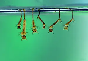 Mosquitoes: Mosquito larvae resting just below the water surface