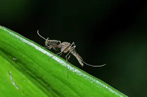 Culicidae: Mosquito - on leaf - Klungkung, Bali, Indonesia