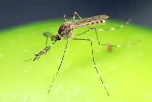 Mosquitos: Mosquito - male