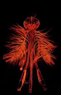 Mosquitos: Mosquito - male