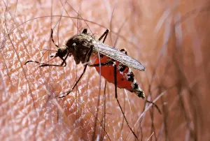 Malaria: Mosquito Ochlerotatus (Aedes) mariae - Malaria