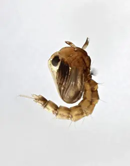 Mosquito: Mosquito Pupa