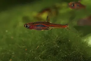 Mosquito: Mosquito Rasbora swimming and aquarium plant