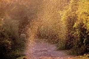 Mosquitos: MOSQUITOS - Swarm