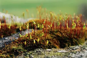 Weak: Moss