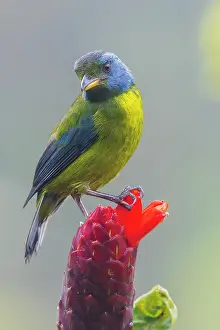 Choco: Moss-backed tanager, Choco Forest, Ecuador