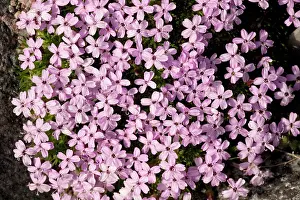Campion: Moss campion