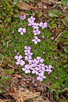 Campion: Moss Campion