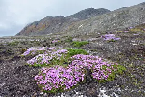 Tundra: Moss Campion