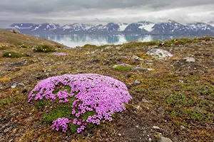 Tundra: Moss Campion