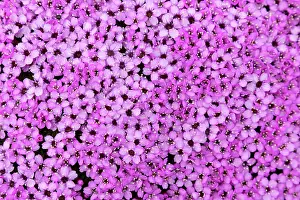 Tundra: Moss Campion