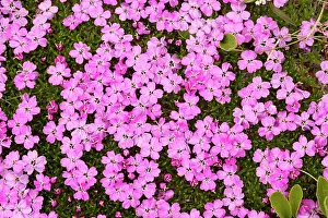 Campions: Moss campion - beautiful alpine tussock plant;