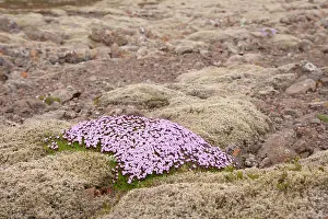 Campion: Moss Campion / Cushion Pink